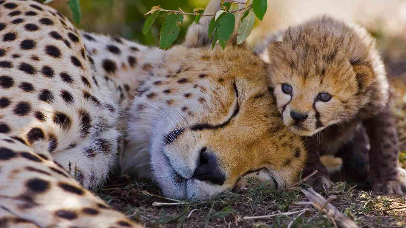 ネコ科の動物の画像が見たいです。