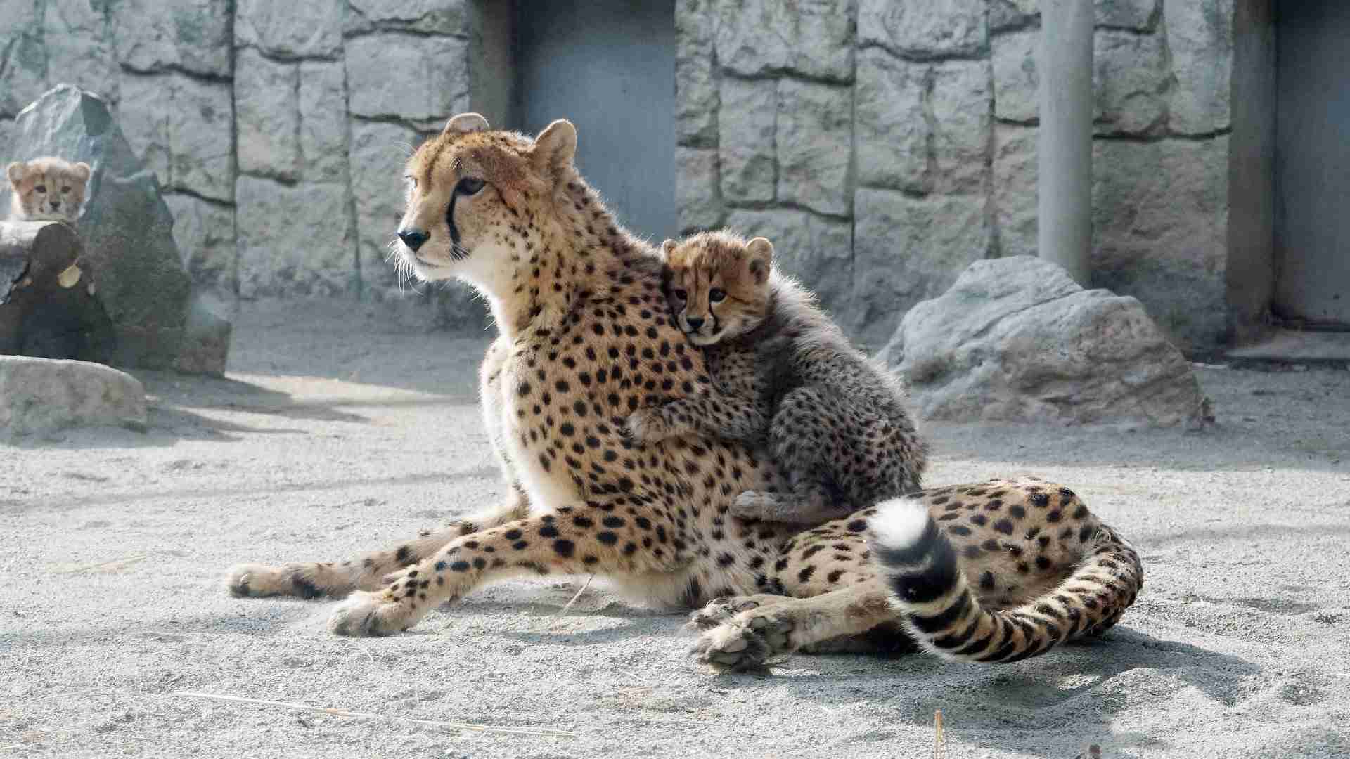 ネコ科の動物の画像が見たいです。