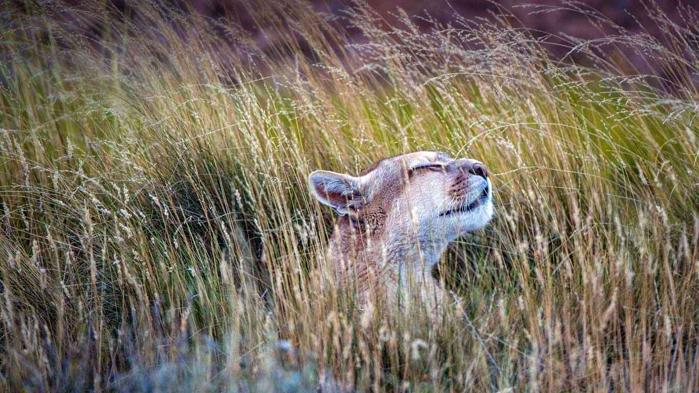 ネコ科の動物の画像が見たいです。