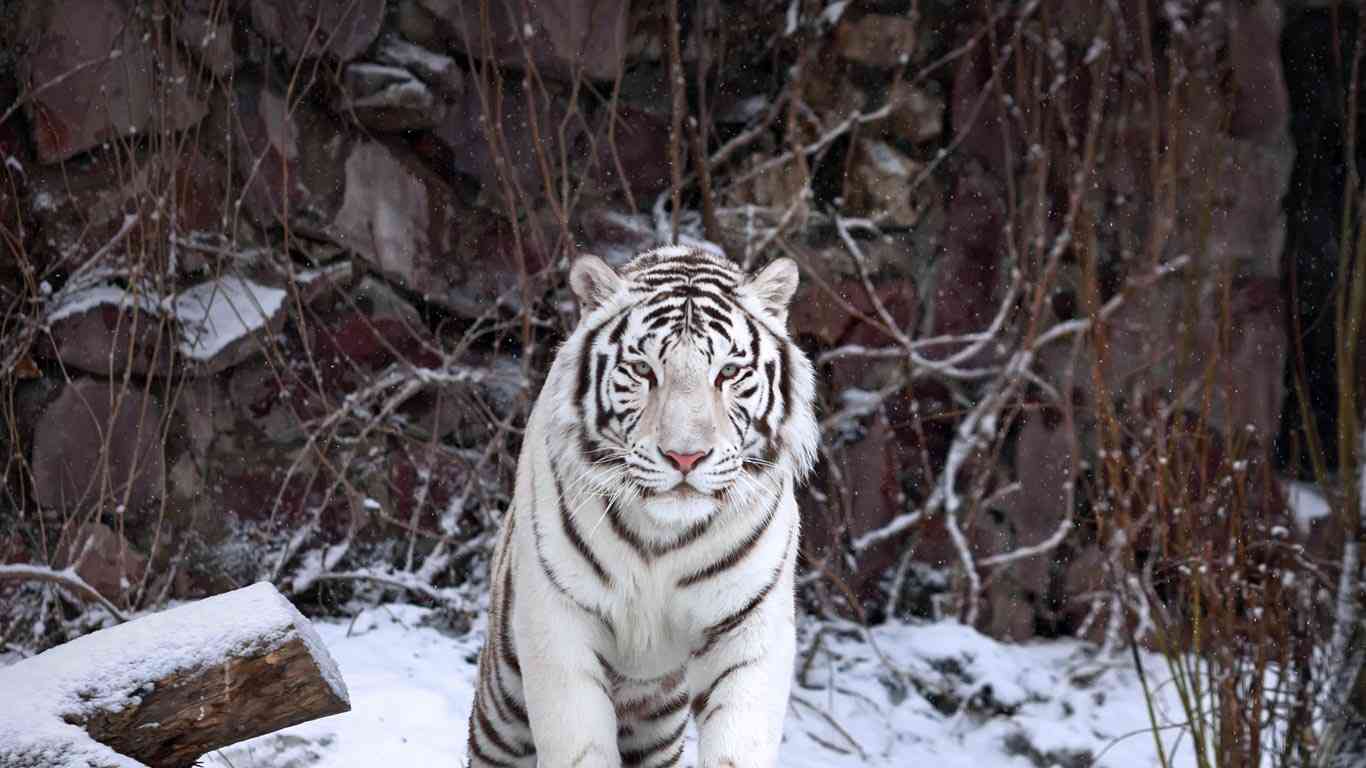 ネコ科の動物の画像が見たいです。