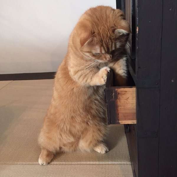 ネコ科の動物の画像が見たいです。