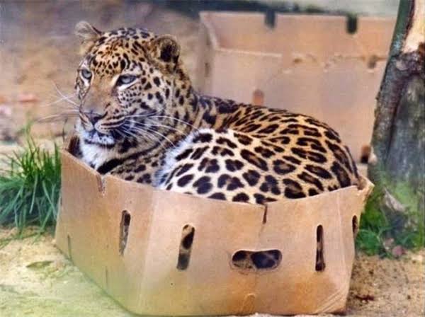 ネコ科の動物の画像が見たいです。