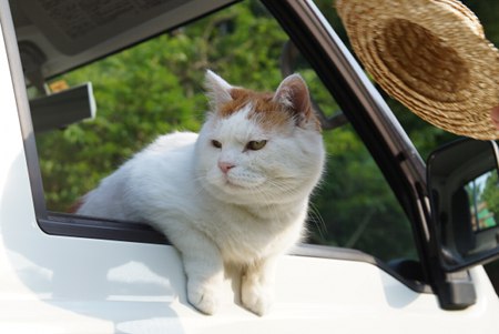 ネコ科の動物の画像が見たいです。