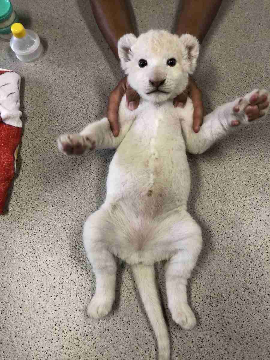 ネコ科の動物の画像が見たいです。