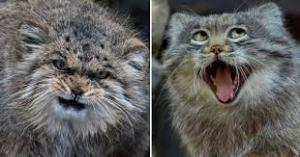ネコ科の動物の画像が見たいです。