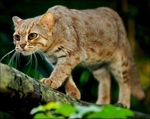 ネコ科の動物の画像が見たいです。