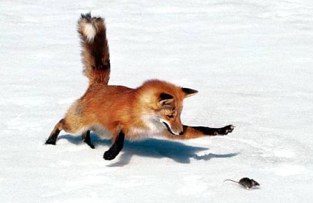 ネコ科の動物の画像が見たいです。