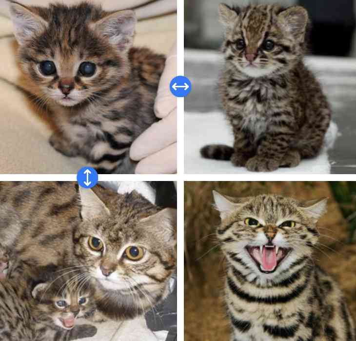 ネコ科の動物の画像が見たいです。