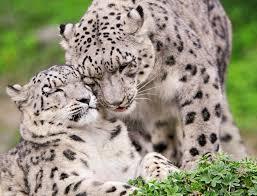 ネコ科の動物の画像が見たいです。