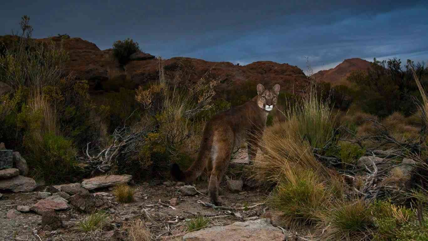 ネコ科の動物の画像が見たいです。