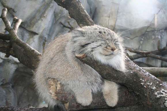ネコ科の動物の画像が見たいです。