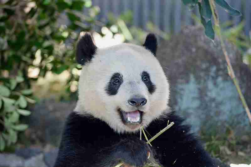 ネコ科の動物の画像が見たいです。