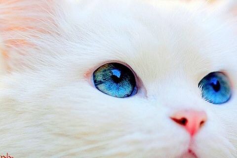 ネコ科の動物の画像が見たいです。