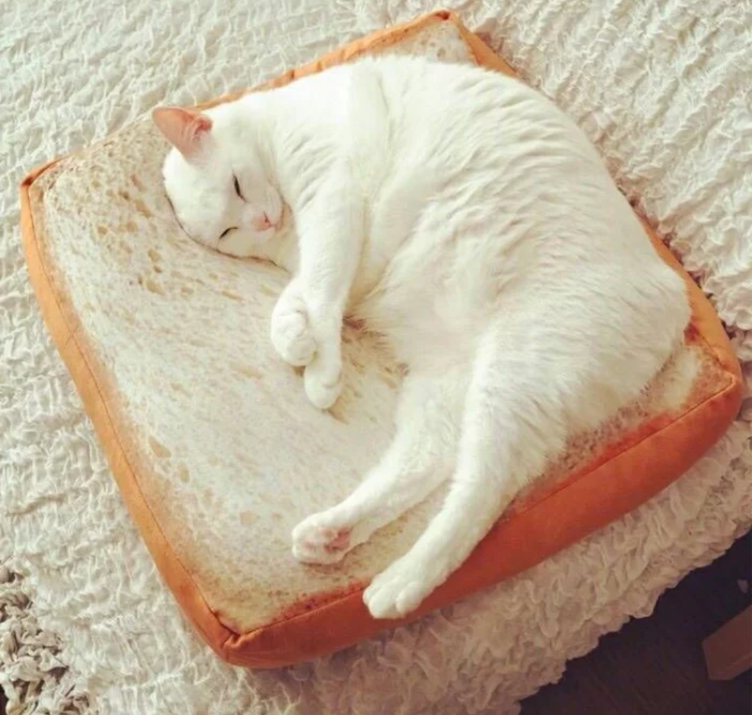 ネコ科の動物の画像が見たいです。