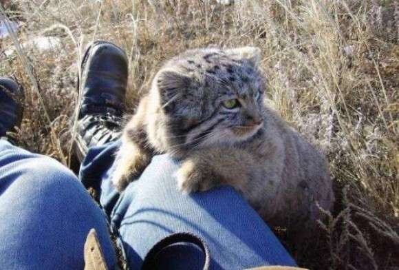 ネコ科の動物の画像が見たいです。