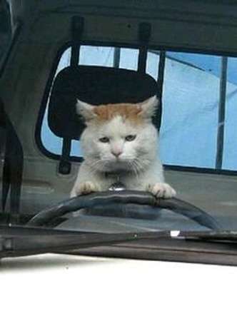 ネコ科の動物の画像が見たいです。