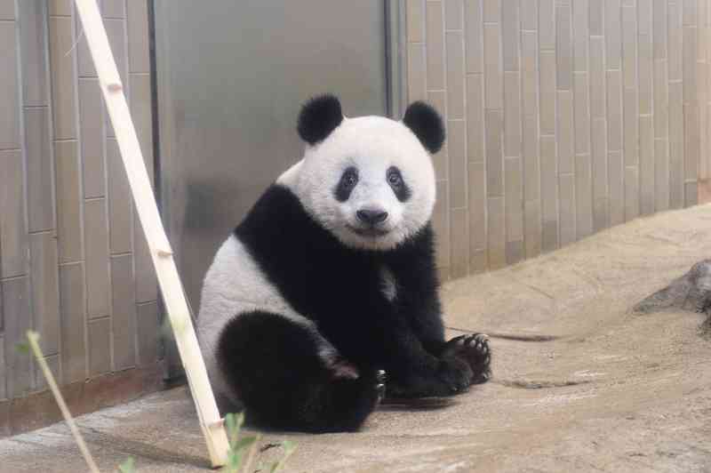 ネコ科の動物の画像が見たいです。