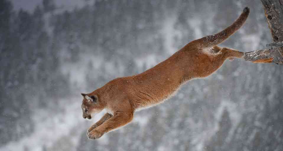ネコ科の動物の画像が見たいです。