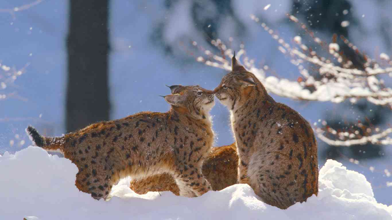ネコ科の動物の画像が見たいです。