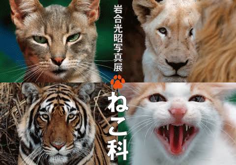 ネコ科の動物の画像が見たいです。