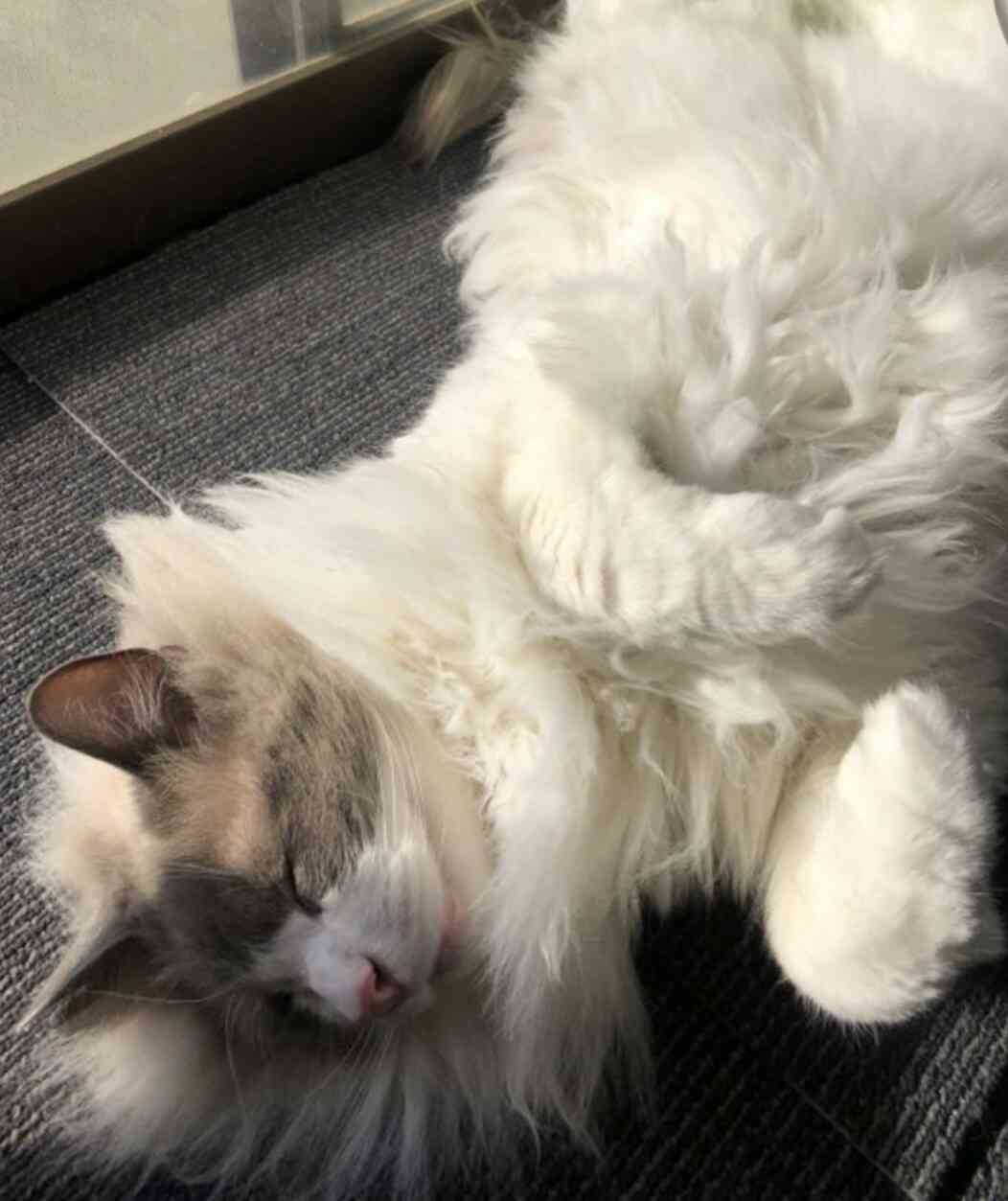ネコ科の動物の画像が見たいです。