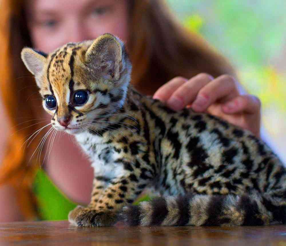 ネコ科の動物の画像が見たいです。