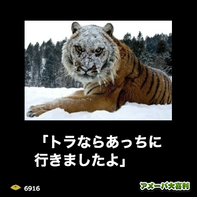 ネコ科の動物の画像が見たいです。
