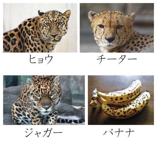 ネコ科の動物の画像が見たいです。