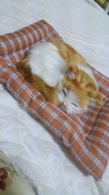 ネコ科の動物の画像が見たいです。