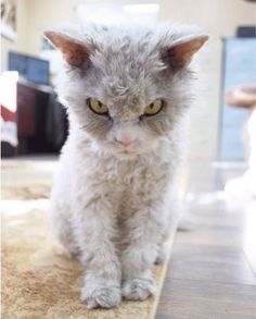 ネコ科の動物の画像が見たいです。