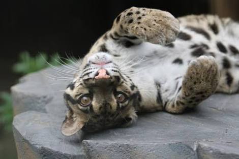 ネコ科の動物の画像が見たいです。