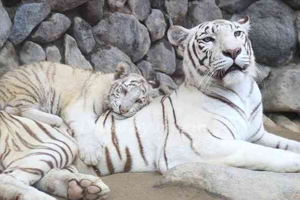 ネコ科の動物の画像が見たいです。