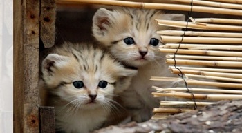 ネコ科の動物の画像が見たいです。