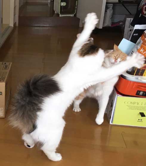 ネコ科の動物の画像が見たいです。