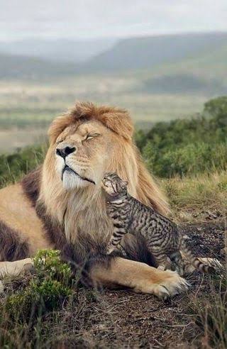 ネコ科の動物の画像が見たいです。