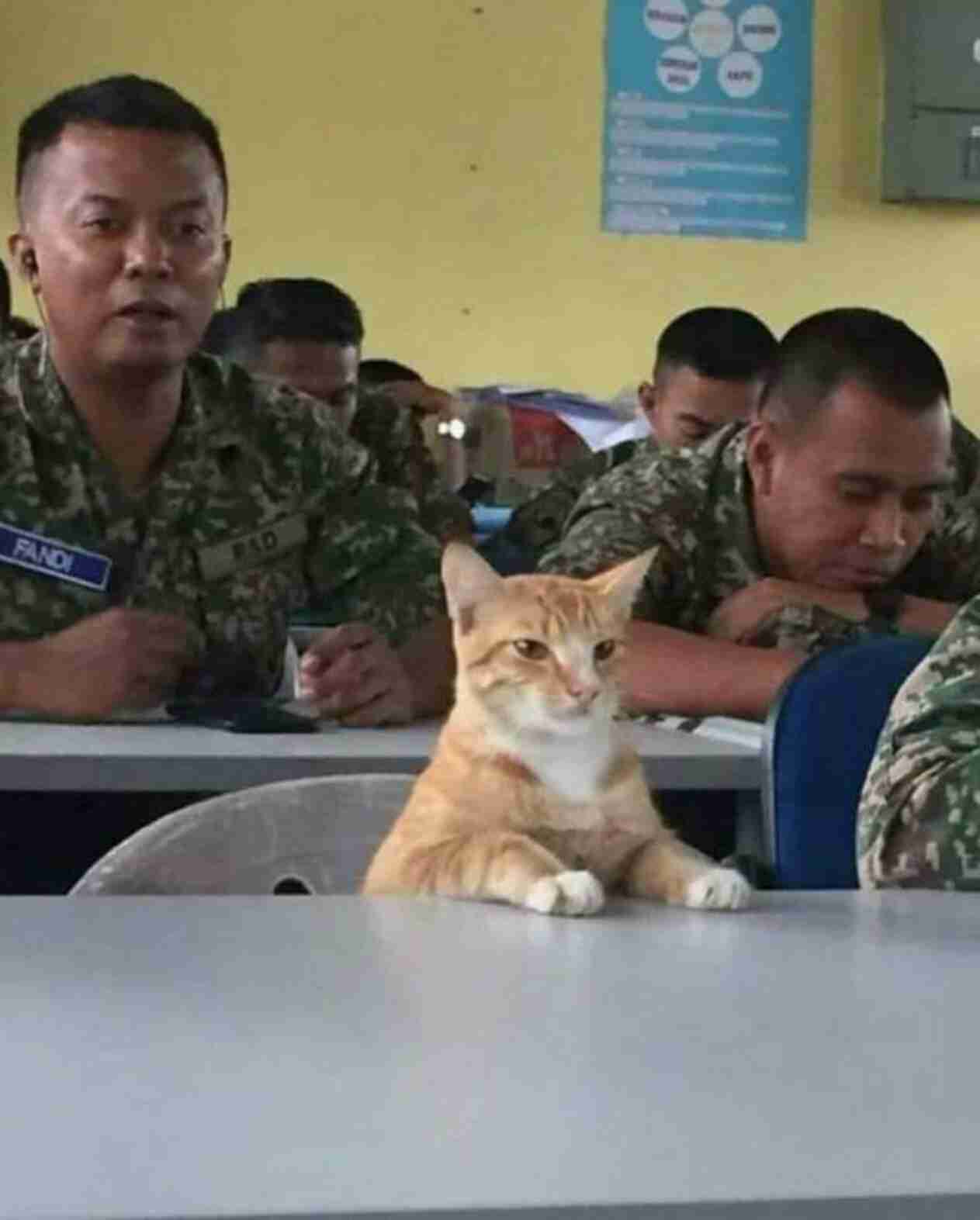 ネコ科の動物の画像が見たいです。