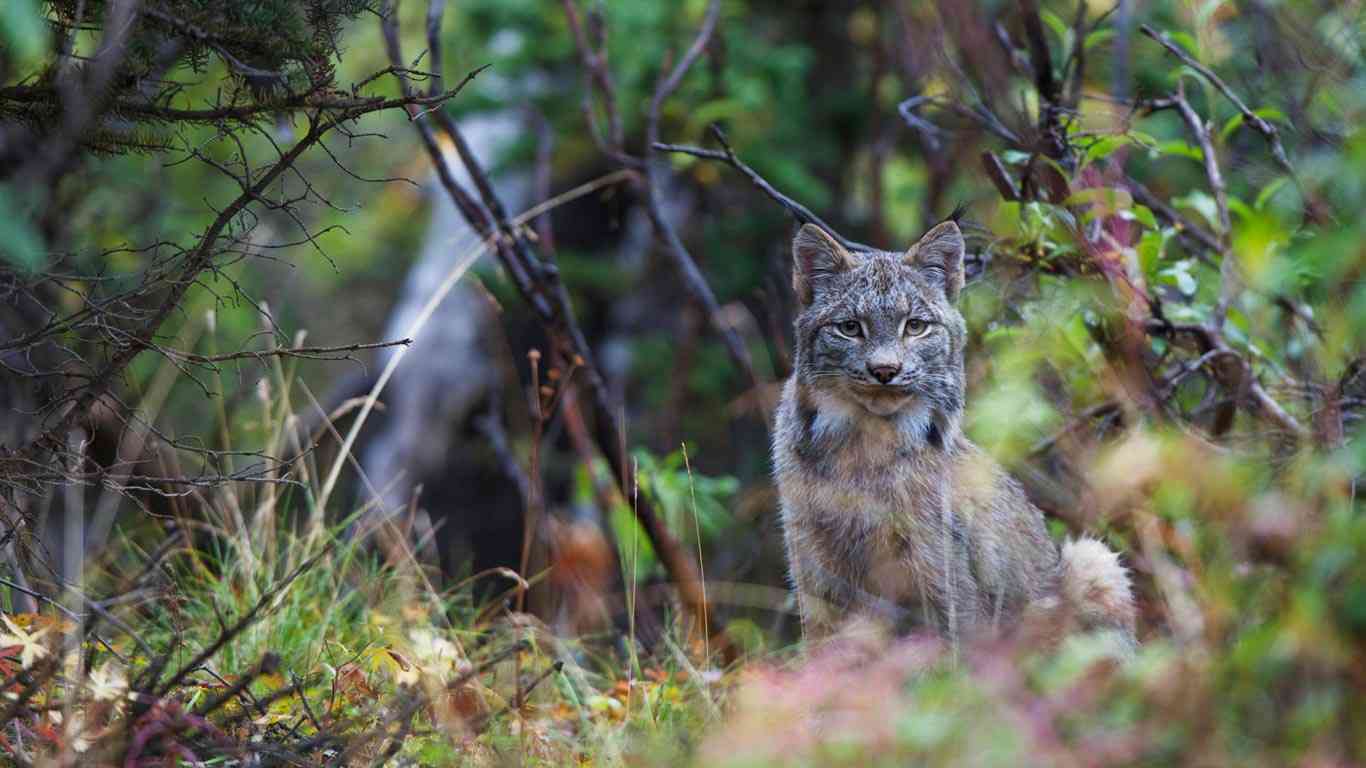 ネコ科の動物の画像が見たいです。