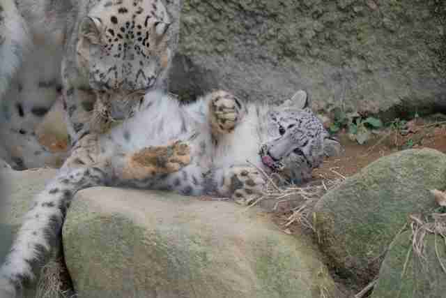 ネコ科の動物の画像が見たいです。