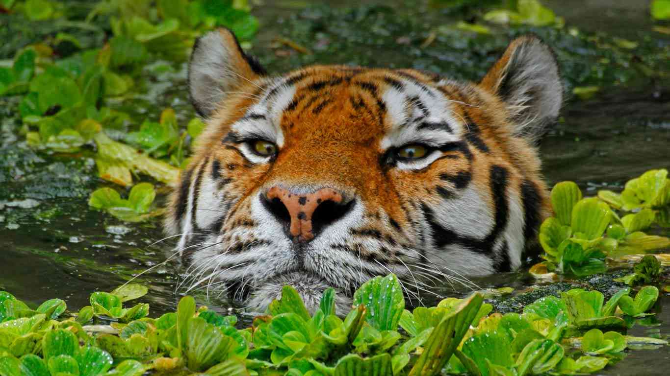ネコ科の動物の画像が見たいです。
