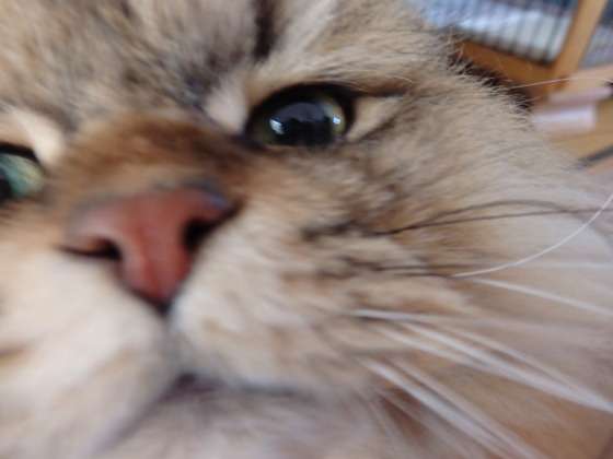 ネコ科の動物の画像が見たいです。