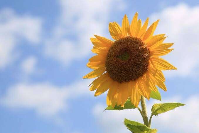 Flower好きな人