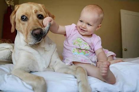 大型犬にありがちなこと