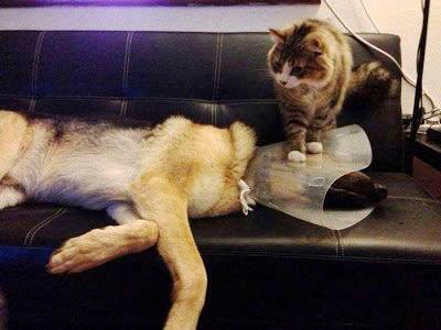大型犬にありがちなこと