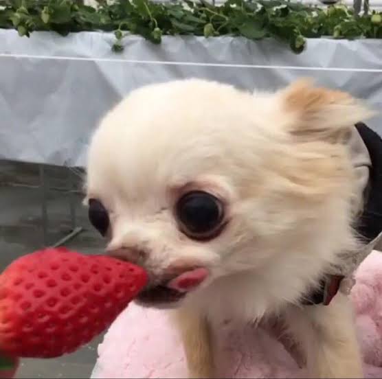 大型犬にありがちなこと
