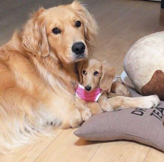 大型犬にありがちなこと
