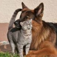 大型犬にありがちなこと