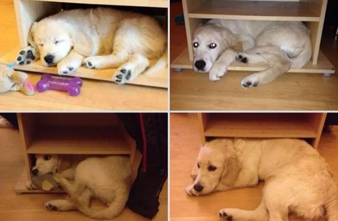 大型犬にありがちなこと