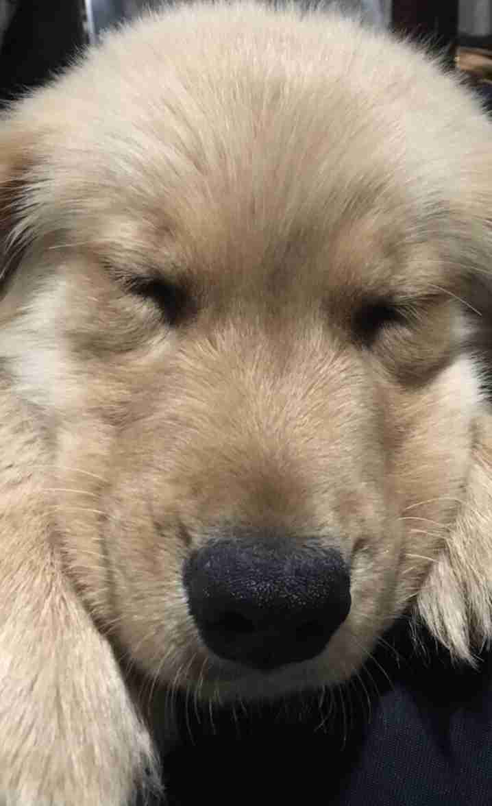 大型犬にありがちなこと