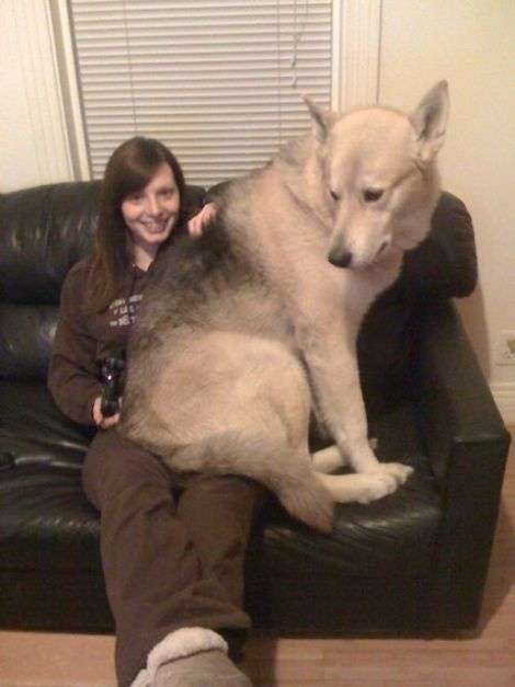 大型犬にありがちなこと