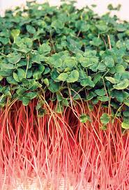 野菜の水耕栽培